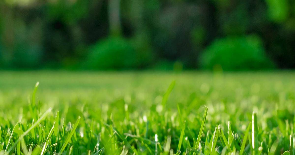 The Definitive Guide to Lawn Care